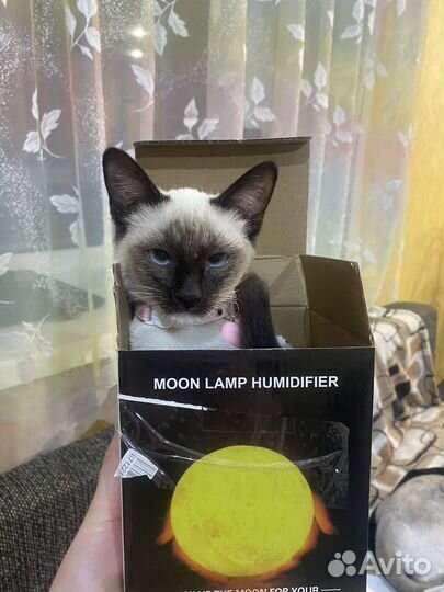 Сиамская кошечка