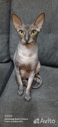Вязка кошек