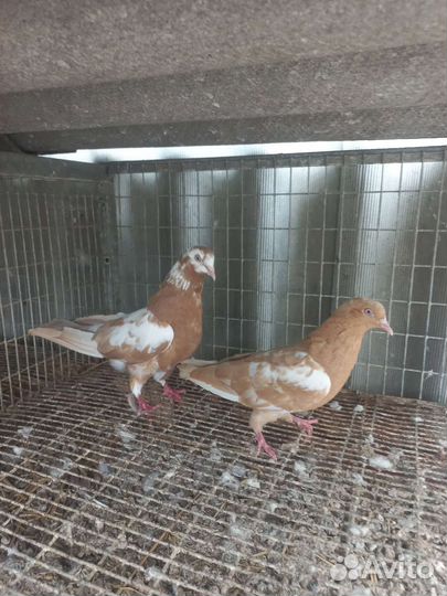 Продаю голубей