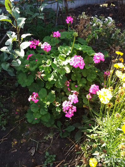 Герань пеларгония