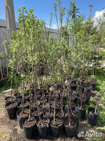 Саженцы плодовых деревьев и ягодных кустарников