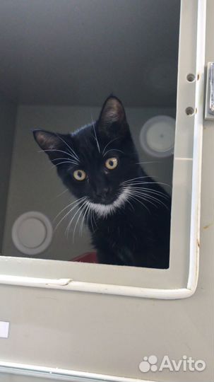 Котенок Бэндер ищет дом