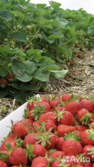 Клубника(Виктория) Шушенская