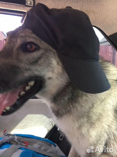 Вязка кобель