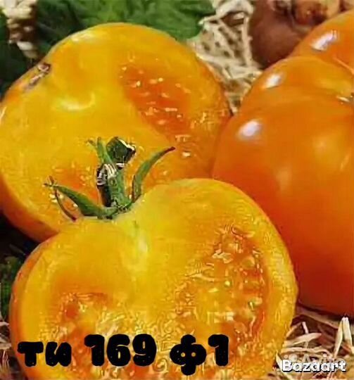 Рассада редких сортов томата