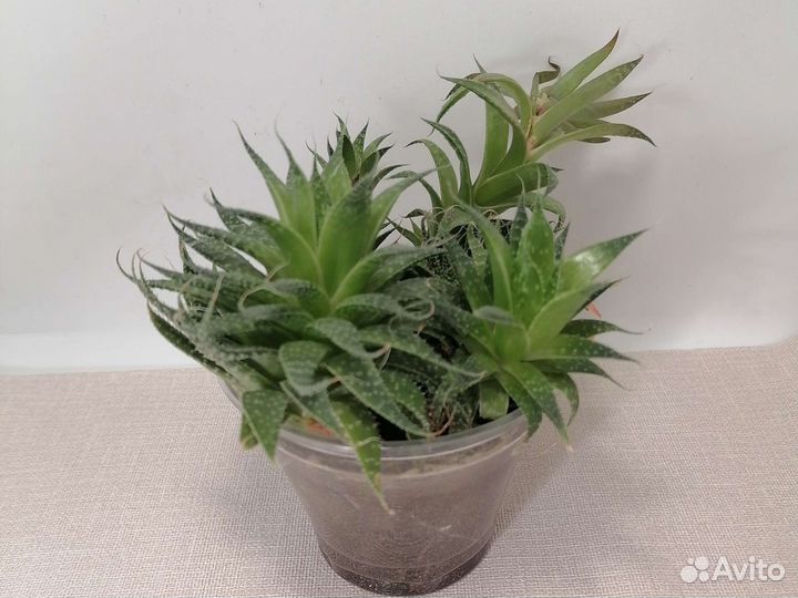 Алоэ остистое