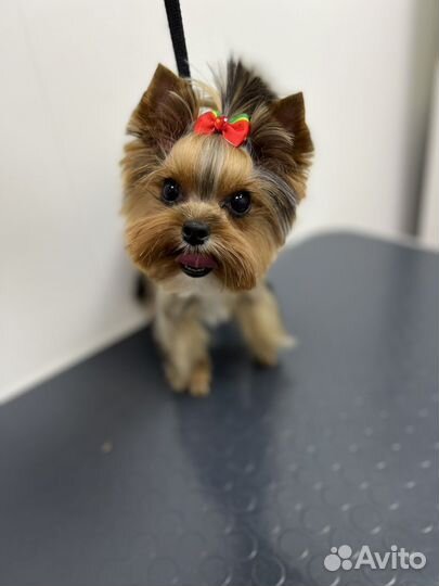 Грумер с выездом