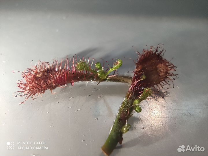 Экзотические растения: семена, детки и взрослые