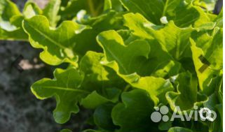 Семена Салата 