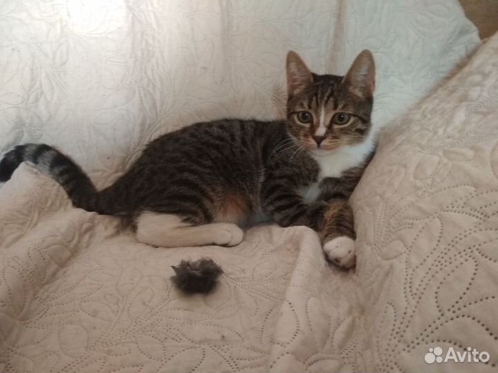 Котенок в добрые руки