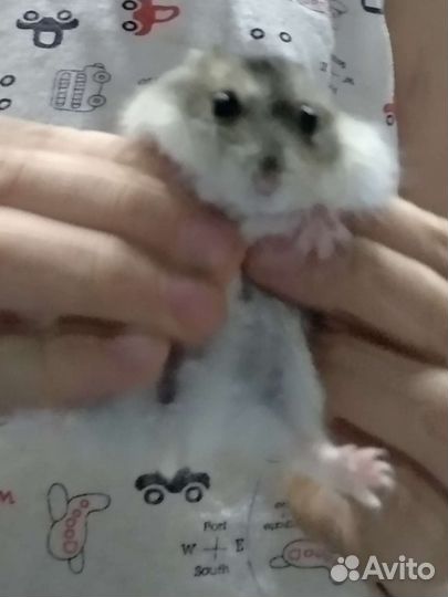 Джунгарский хомяк