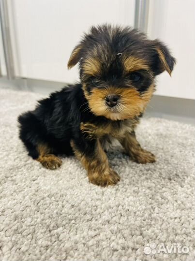 Щенки йоркширского терьера