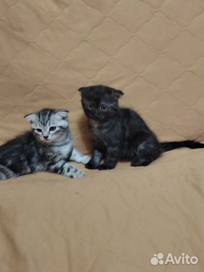 Кошки в добрые руки