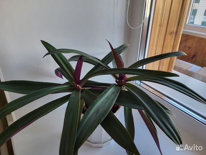 Традесканция рэо, декабрист и алоэ