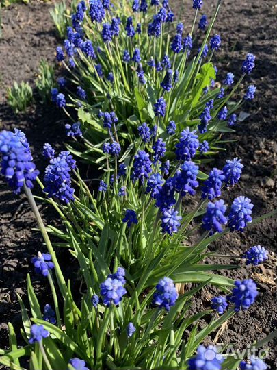 Саженцы цветов дачных