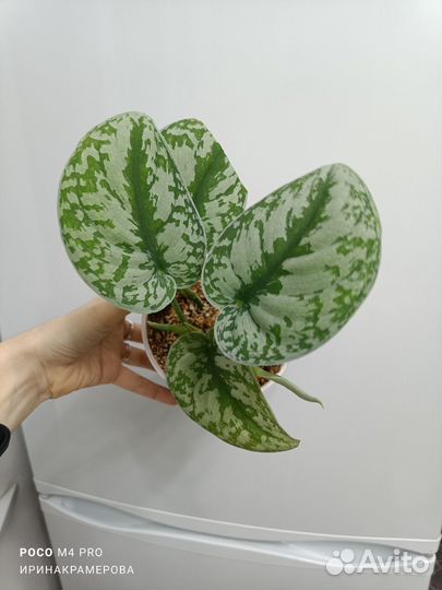 Сциндапсус пиктус экзотика