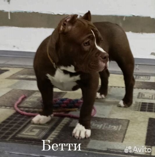 Щенки американского булли девочки
