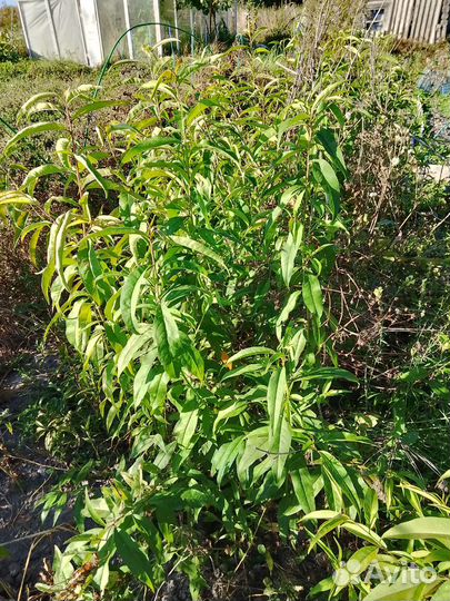 Саженцы ореховых, косточковых, рассада ягодников