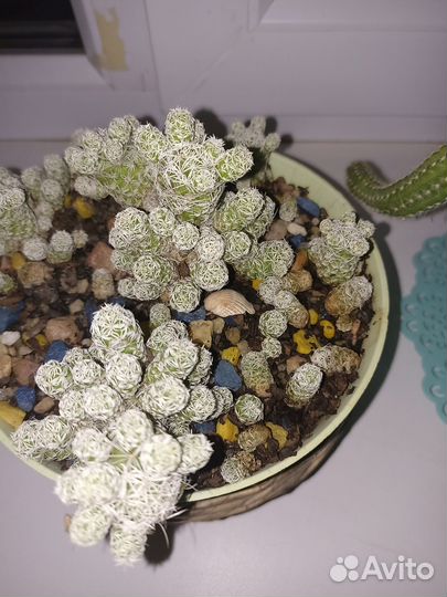 Кактусы и суккуленты