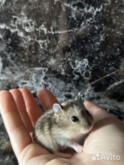 Джунгарский хомяк