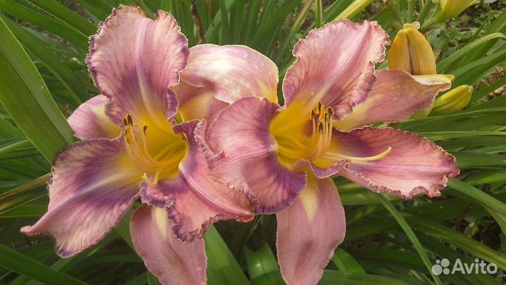 Лилейники многолетние