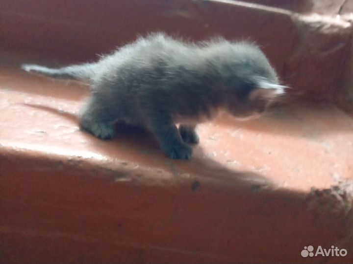 Котёнок дымчатый