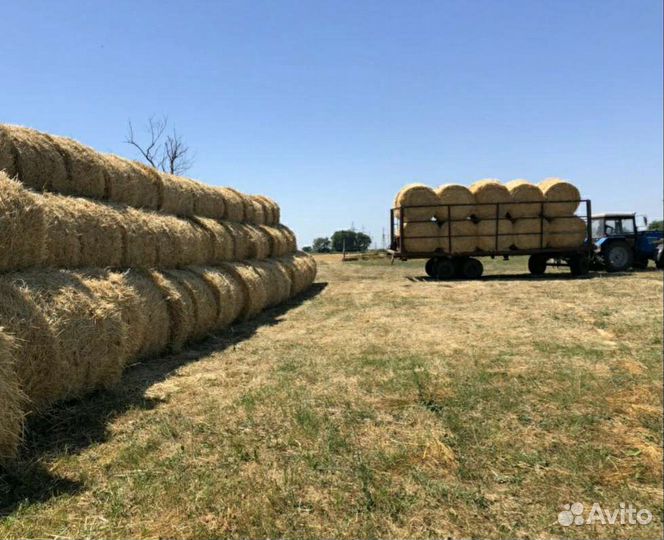 Солома пшеничная в рулонах