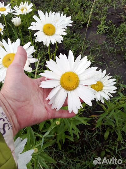 Нивянка,ромашка