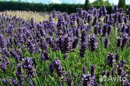 Предлагаю лаванду, чабрец, розмарин