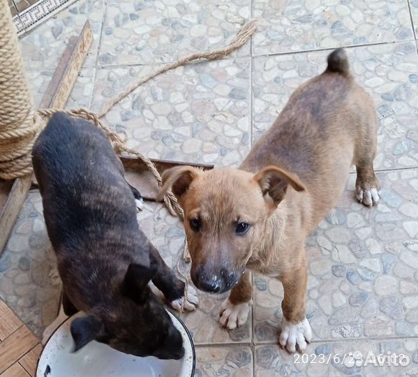 Собака в добрые руки щенок мальчик