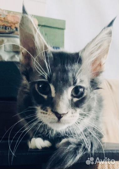 Кот мейнкун три месяца