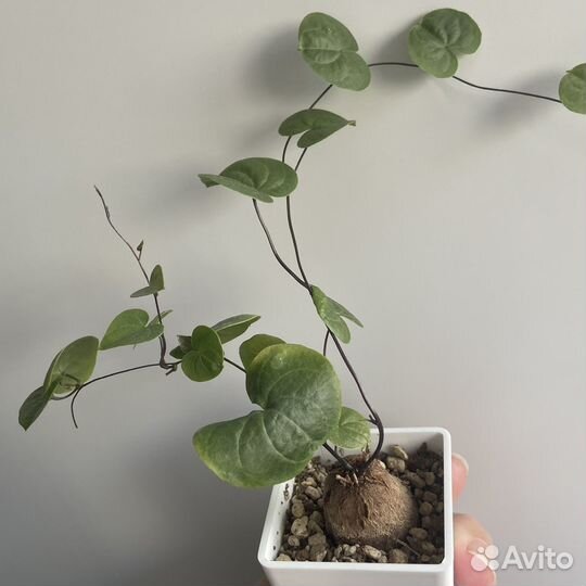 Dioscorea elephantipes