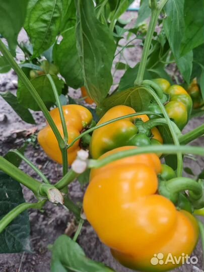 Семена сладкого перца