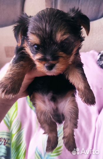 Комочек счастья