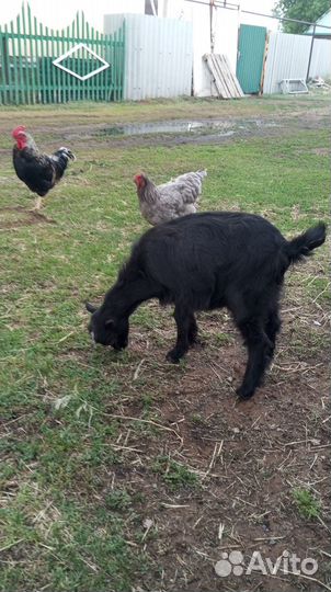 Продам - козла,козу,козлят