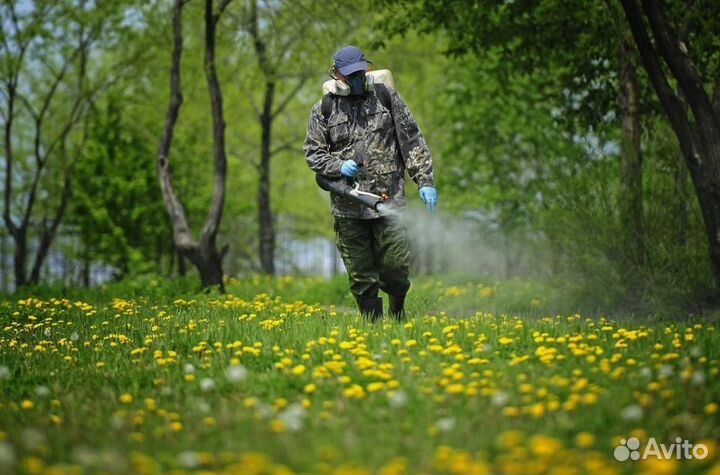 Уничтожение клопов тараканов грызунов грибка плесе