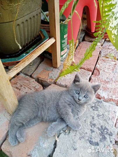 Котята в дар бесплатно