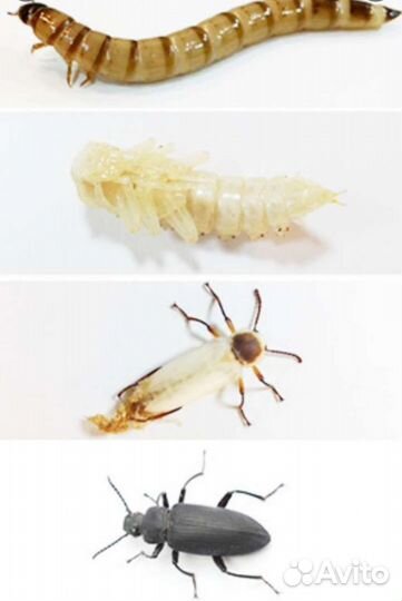 Зофобас, мучной червь. огневка пчелиная, бражник