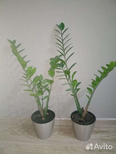 Замиокулькас