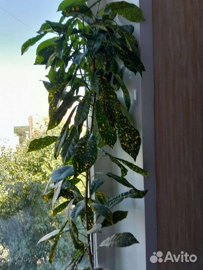 Кротоны разные