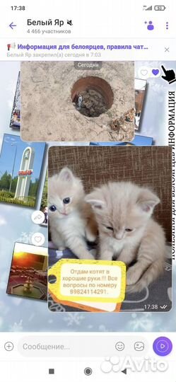 Котята в добрые руки 1 месяц