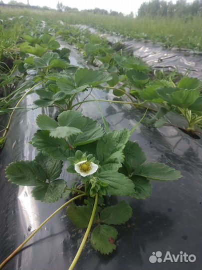 Рассада клубники, земляника садовая