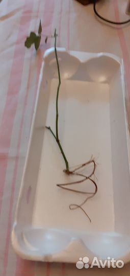 Розы комнатные бенгальские темно-розовые