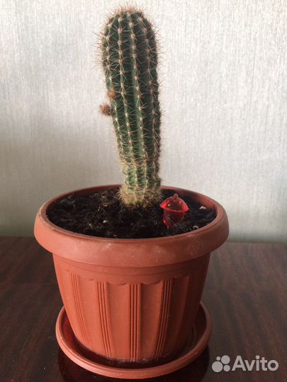 Толстянка,Замиокулькас