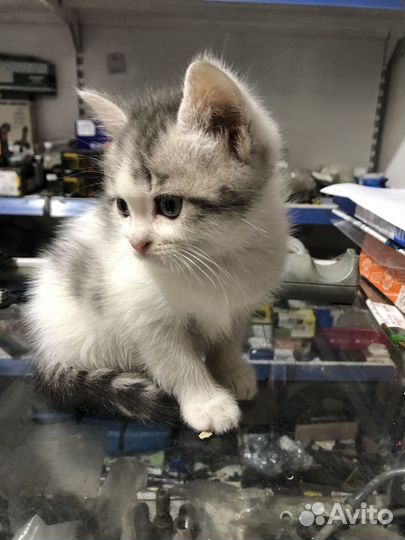 Котята в добрые руки от шотландской кошки