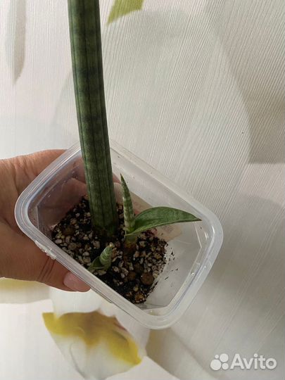 Сансевиерии разные