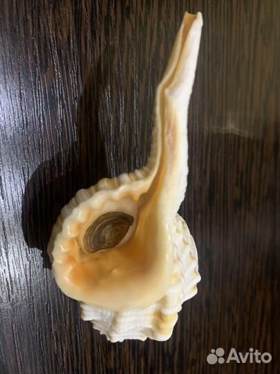 Морские ракушки раковины