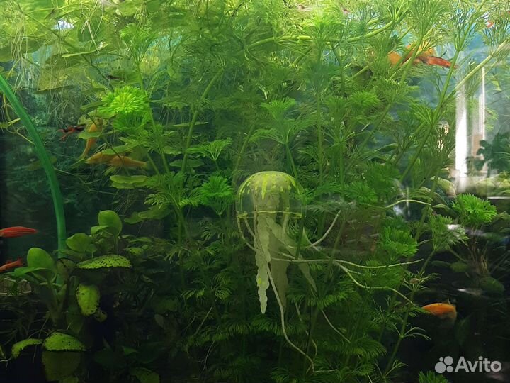 Растения для аквариума