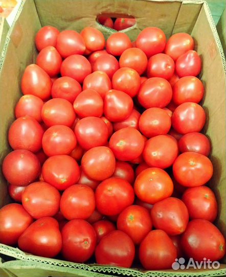 Помидоры