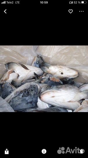 Продам головы семги